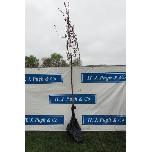 Malus Rudolph bare root 10ft - 1