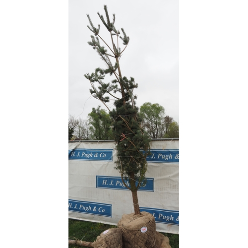 Pinus Sylvestris rootball 14ft - 1