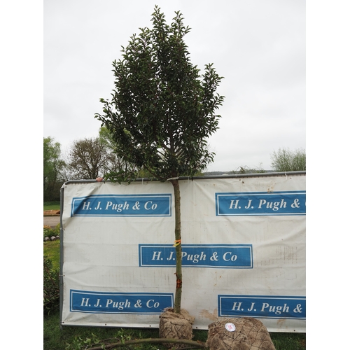 Prunus Brenelia rootball 12ft - 1