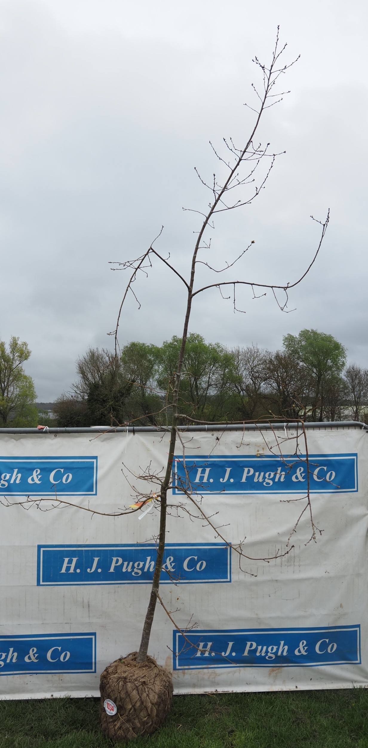Quercus Robur rootball 13ft - 1