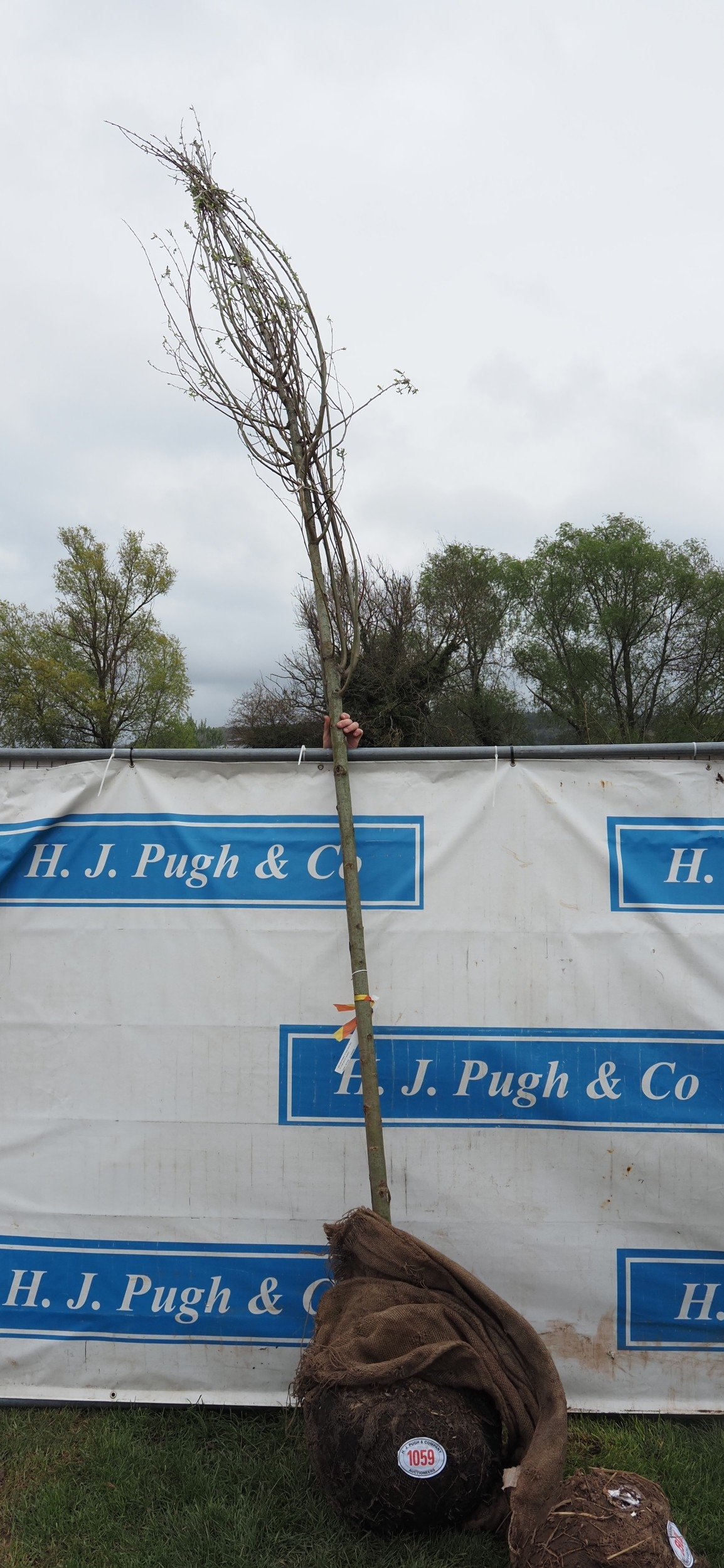 Salix Alba rootball 15ft - 1