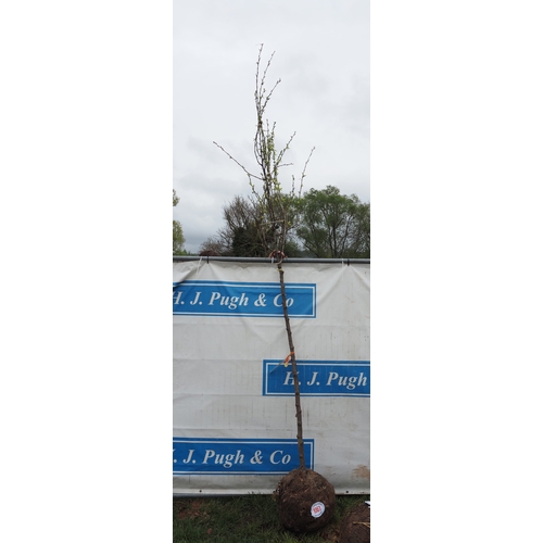 1061 - Prunus Domestica rootball 11ft - 1