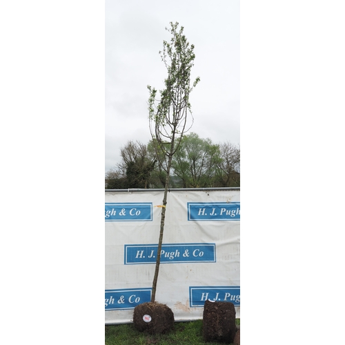 1063 - Malus Baccata rootball 14ft - 1
