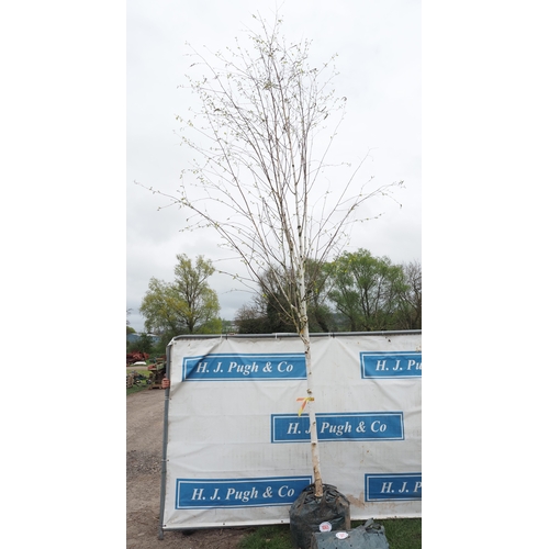 1065 - Betula Utilis 15ft - 1