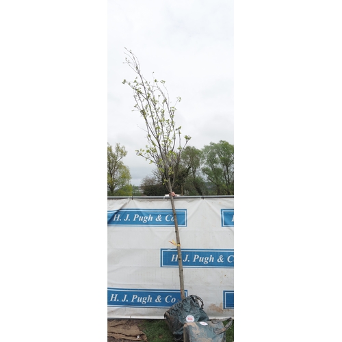 1066 - Sorbus Aucuparia 14ft - 1