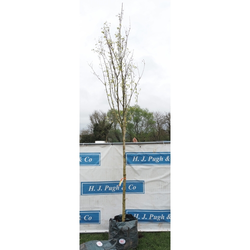 1067 - Acer Campestre 13ft - 1