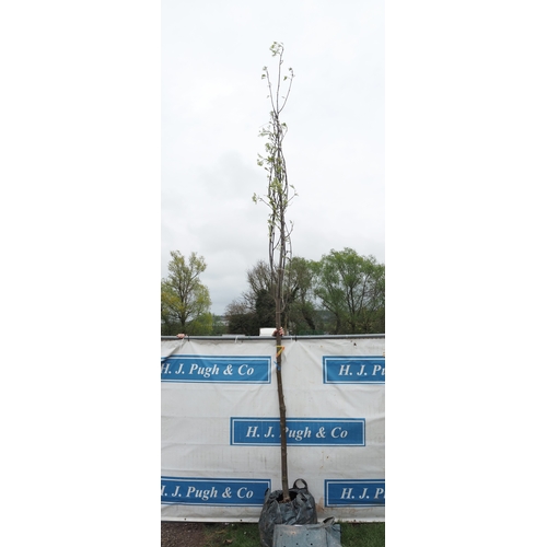 1068 - Sorbus Aucuparia 14ft - 1