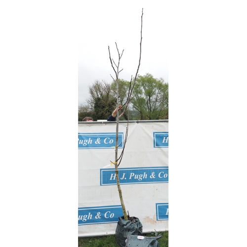 1070 - Juglans Regia 8ft - 1