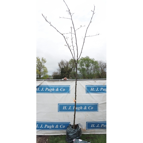 1071 - Sorbus Sunshine 10ft - 1