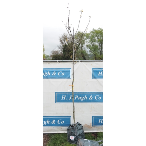 1072 - Quercus Rubra 9ft - 1
