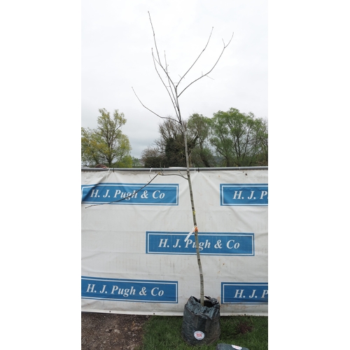 1074 - Quercus Rubra 10ft - 1