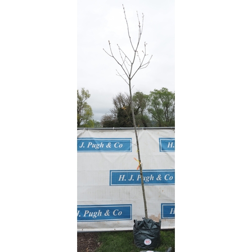 1075 - Quercus Rubra 10ft - 1