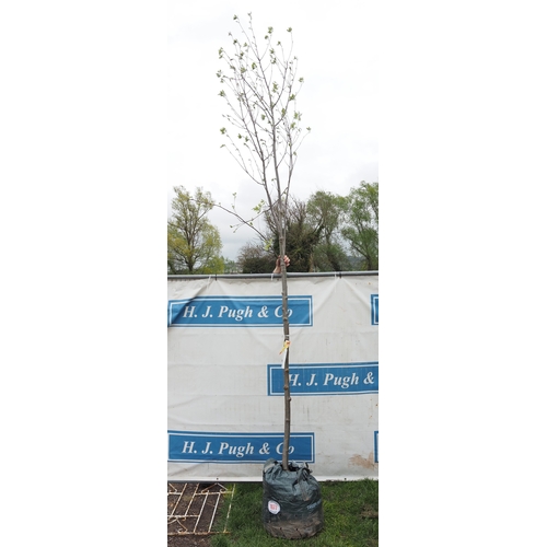 1077 - Sorbus Aucuparia 13ft - 1