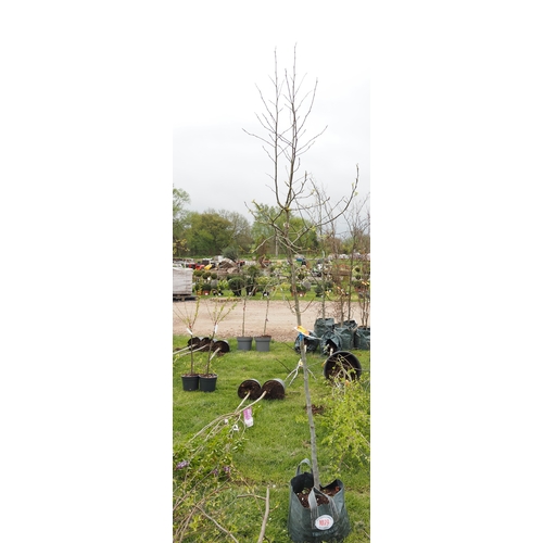 1079 - Liquidambar Worplesdon 9ft - 1