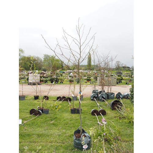 1080 - Liquidambar Worplesdon 9ft - 1