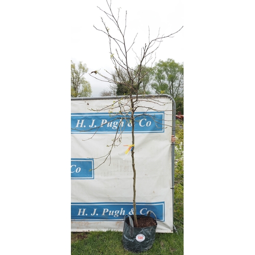 1084 - Liquidambar Worplesdon 9ft - 1