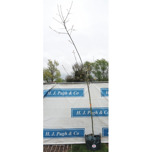 1085 - Quercus Rubra 12ft - 1