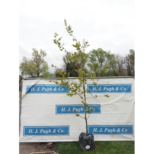 1086 - Amelanchier Canadensis 10ft - 1
