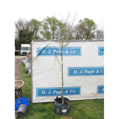 1087 - Liquidambar Worplesdon 6ft - 1