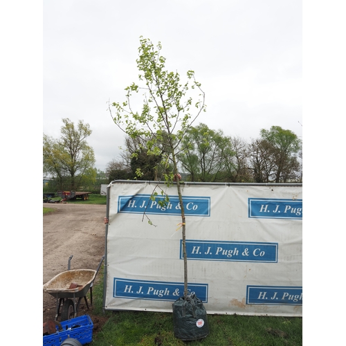 1089 - Pyrus Red Spire 12ft - 1