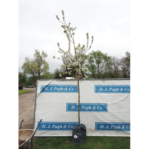 1091 - Malus Evereste 12ft - 1