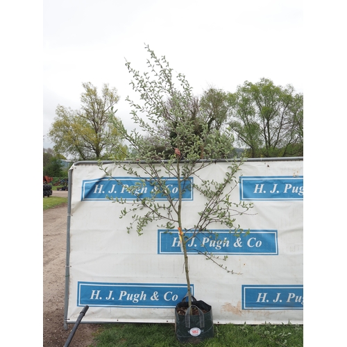 1093 - Salix Caprea 10ft - 1