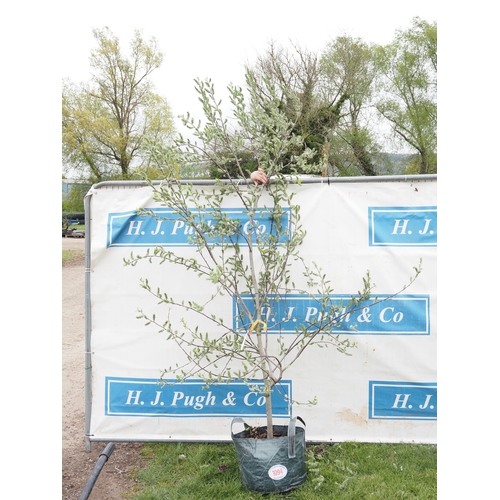 1094 - Salix Caprea 10ft - 1