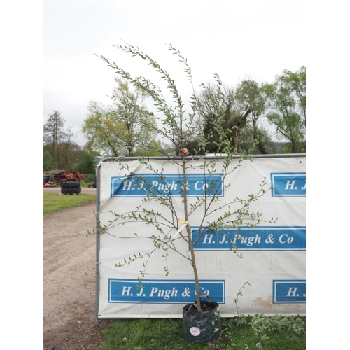 1095 - Salix Caprea 10ft - 1