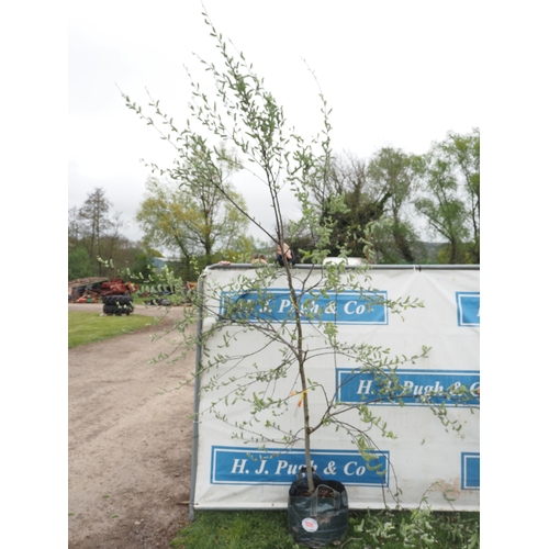 1096 - Salix Caprea 10ft - 1