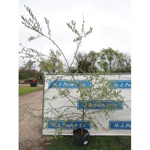 1097 - Salix Caprea 10ft - 1