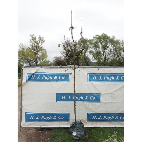 1098 - Salix Caprea 10ft - 1