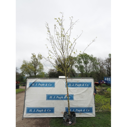 1099 - Acer Elegant 14ft - 1