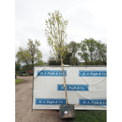 1100 - Acer Elegant 14ft - 1