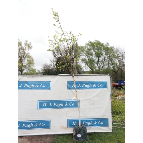 1101 - Betula Fascination 12ft - 1