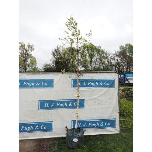 1103 - Betula Fascination 12ft - 1