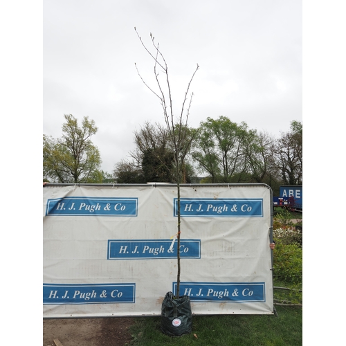 1104 - Sorbus Sunshine 12ft - 1