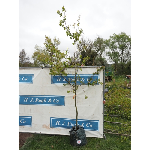 1106 - Amelanchier Canadensis 12ft - 1