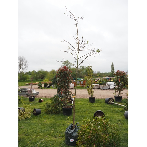1107 - Sorbus Blackberry 11ft - 1