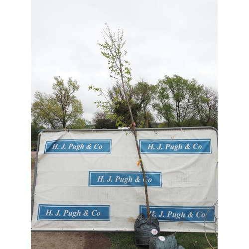 1108 - Ostrya Carpinifolia 12ft - 1