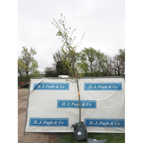 1109 - Ostrya Carpinifolia 12ft - 1