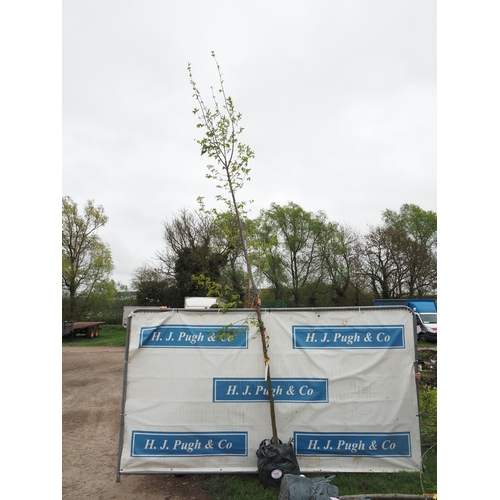 1110 - Ostrya Carpinifolia 12ft - 1