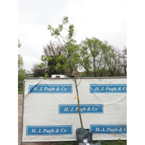 1112 - Sorbus Olympic Flame 10ft - 1