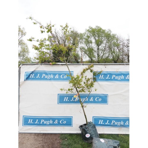 1113 - Amelanchier Canadensis 9ft - 1