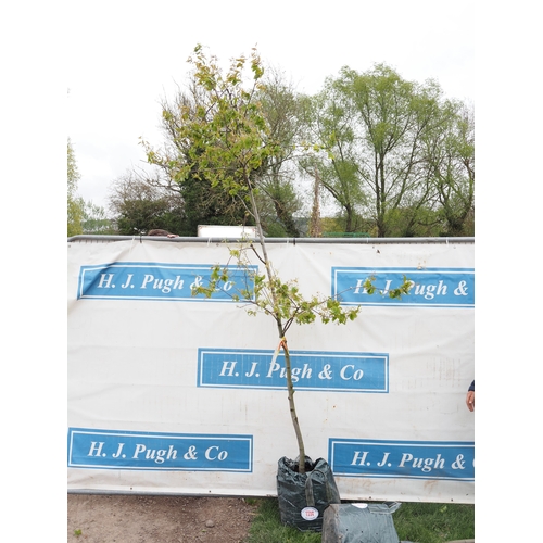 1114 - Amelanchier Canadensis 9ft - 1