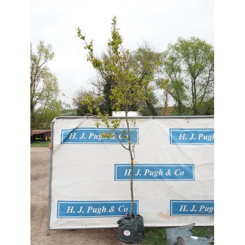 1115 - Amelanchier Canadensis 9ft - 1