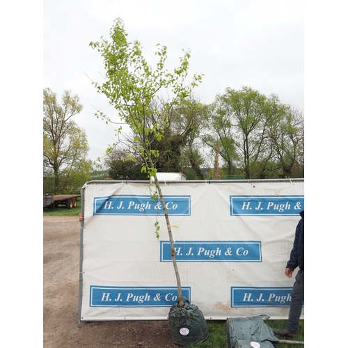 1117 - Pyrus Red Spire 11ft - 1