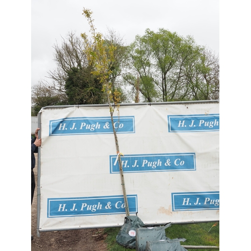 1118 - Amelanchier Robin Hill 11ft - 1