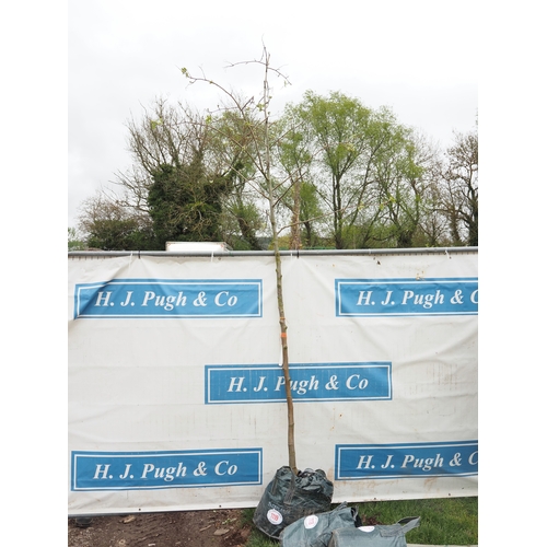 1119 - Sorbus Blackberry 9ft - 1