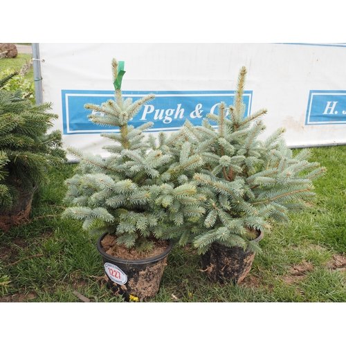 Christmas trees 2ft - 2