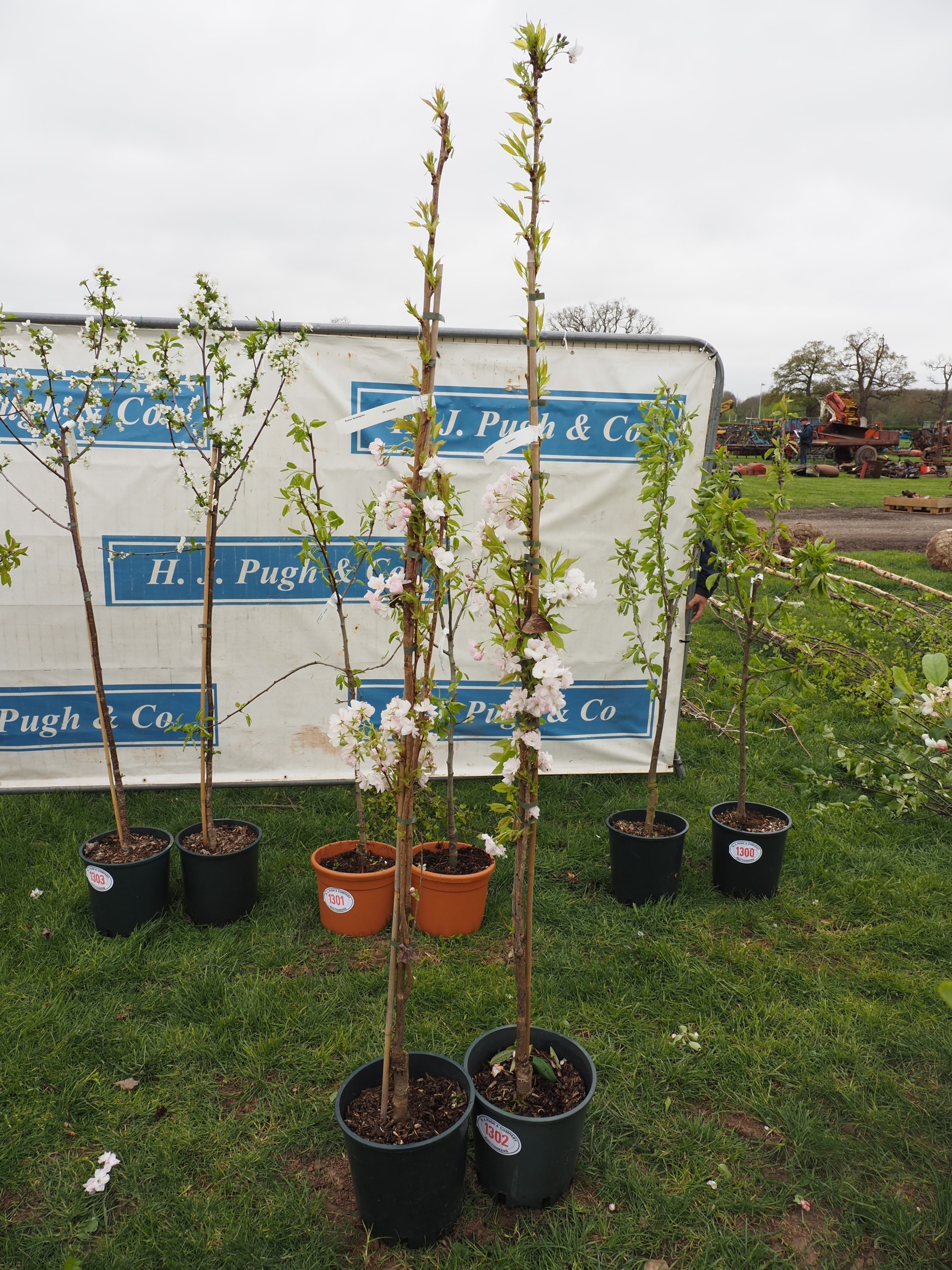 Prunus Amanogawa 6ft - 2